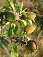 almond tree almond tree