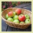 Apples in basket