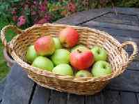 apples