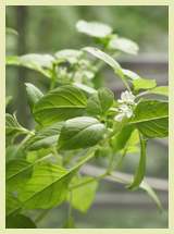 basil in the kitchen