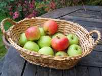 basket of apples