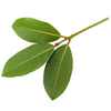 bay leaf