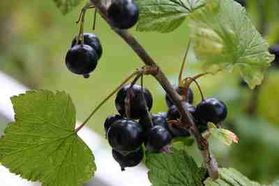 Black Currants Black Currants
