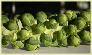 brussel sprouts recipes