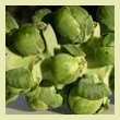 brussel sprouts