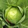 cabbage