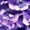 Candied Violets