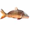 carp