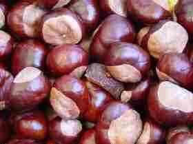 chestnuts chestnuts