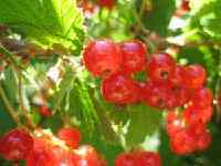 currants