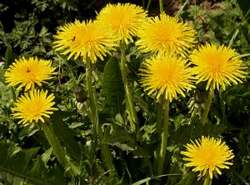 dandelions