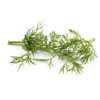 dill