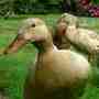 ducks