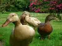 ducks