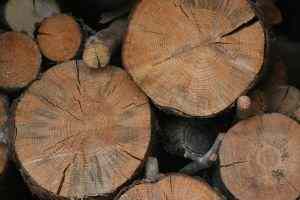 firewood firewood
