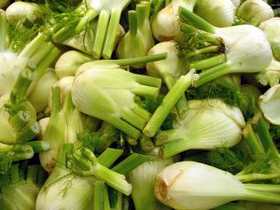 florence fennel