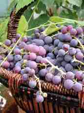 grape basket
