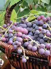 grape basket grape basket