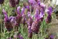 lavender lavender