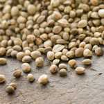 lentil salad