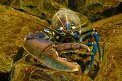 lobster lobster