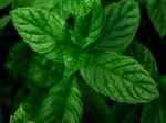 mint leaves mint leaves