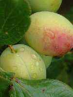 plums plums