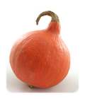 potimarron squash