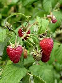 raspberries