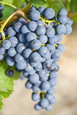 red wine grapes