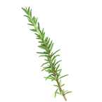 fresh rosemary