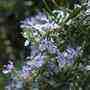 rosemary rosemary