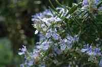 rosemary rosemary