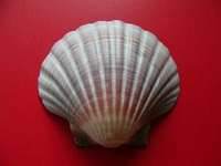 scallop shell scallop shell