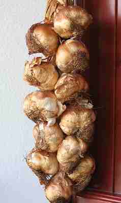 Smoked garlic of Arleux by Rubber Slippers in Italy