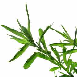 tarragon