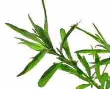 tarragon