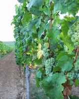 vineyard