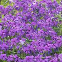 violet bush