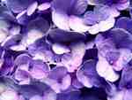 violets