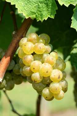 white wine grapes