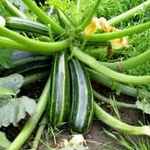 zucchini growing