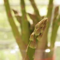 asparagus asparagus