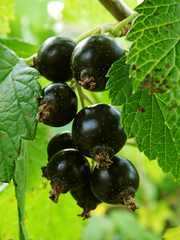 black currants