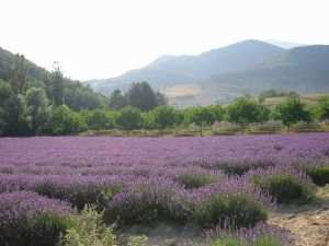 Fleur de Provence Includes Lavender