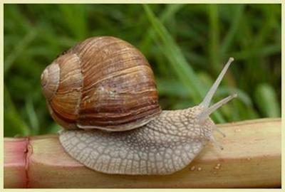French Snail - Helix Pomatia